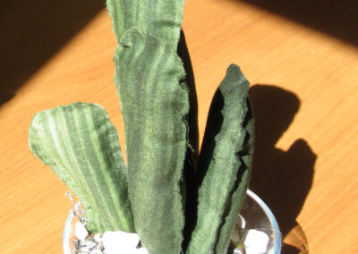 cactus 3