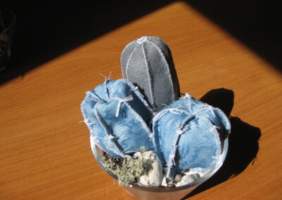 cactus 4