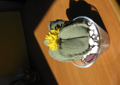 cactus 8